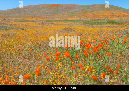 Campo di fioritura di papaveri della California e goldfields fiori selvatici a Antelope Valley Riserva di papavero, California, Stati Uniti, in primavera. Foto Stock