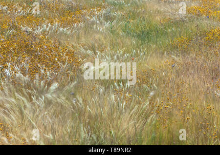 Scattering California goldfield millefiori tra l'erba sotto leggera brezza, Antelope Valley California Poppy Reserve, CALIFORNIA, STATI UNITI D'AMERICA Foto Stock