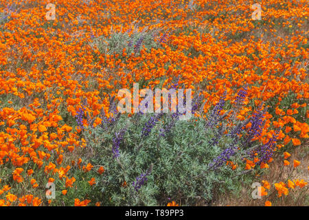 Soda uva Fiori di lupino con California poppies in background, Antelope Valley California Poppy Reserve, Stati Uniti, in primavera. Foto Stock