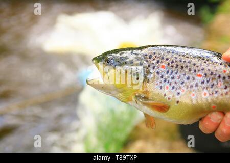 Francia, Nièvre, ALLIGNY EN MORVAN, trota marrone sollevata dal coltivatore di pesce Michel Marache in ALLIGNY EN MORVAN fornitore del Signor Patrick Bertron, starred chef di Chez Loiseau in Saulieu Foto Stock