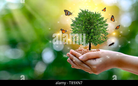 Ambiente per la Giornata della Terra nelle mani di alberi che crescono i semenzali. Bokeh sfondo verde femmina lato albero di trattenimento sul campo di natura foresta di erba conservati Foto Stock