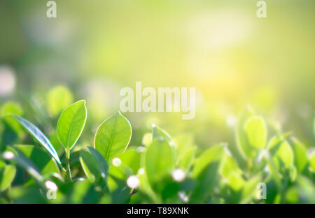 Verde Naturale sfondo con luce dorata giardino con spazio copia utilizzando come sfondo Foto Stock