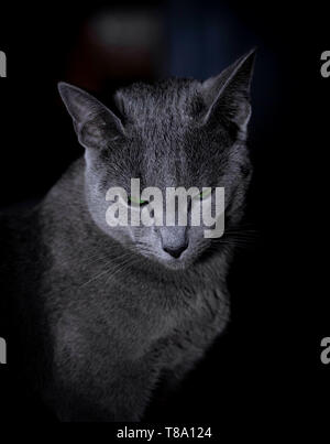 Blu di Russia gatto con gli occhi verdi al buio Foto Stock