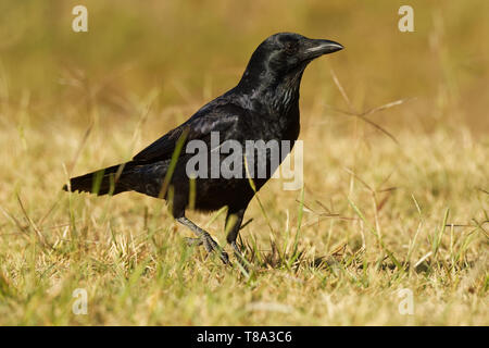 Australian Raven - Corvus coronoides black passerine bird in genere Corvus nativa per buona parte del sud e del nord-est in Australia. Foto Stock