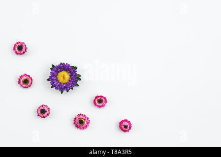 Strawflowers rosa e viola aster, su sfondo bianco con copia spazio. Foto Stock