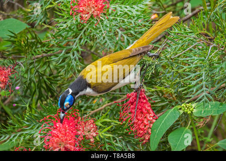 Di fronte blu honeyeater, Foto Stock