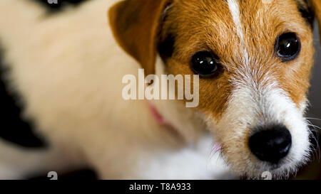 Jack Russell Terrier cane guardando alla telecamera ad alta angolazione Foto Stock