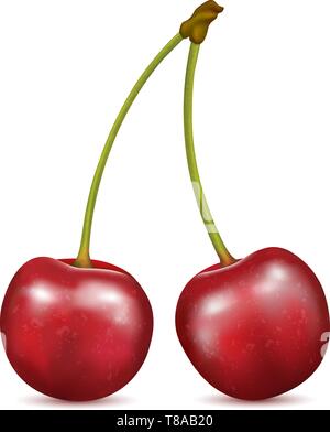 Due red cherry bacche su uno sfondo bianco. Illustrazione Vettoriale