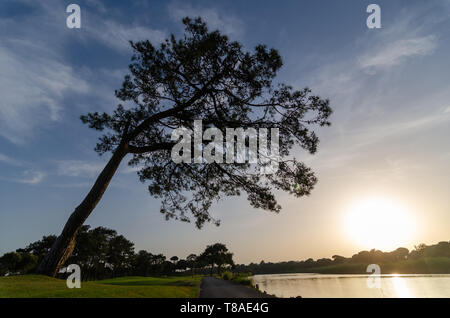 Da soli e ricurva pino (cedar pino) contro il cielo blu con nuvole di sfondo Foto Stock