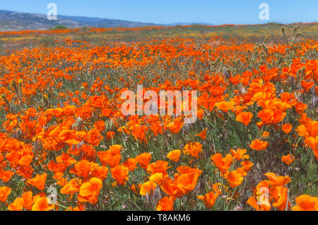 Campo di fioritura California poppies a Antelope Valley California Poppy Reserve, California, Stati Uniti, in un ventoso mattina di primavera. Foto Stock