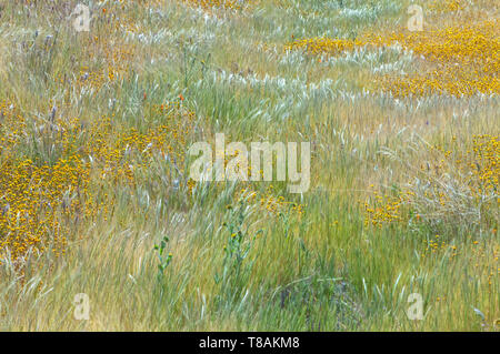 Scattering California goldfield millefiori tra l'erba sotto leggera brezza, Antelope Valley California Poppy Reserve, CALIFORNIA, STATI UNITI D'AMERICA Foto Stock