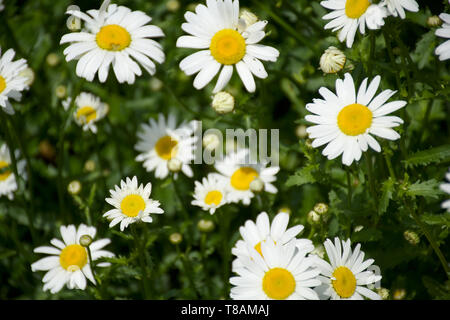 Closeup cluster di Oxeye bianche margherite Foto Stock