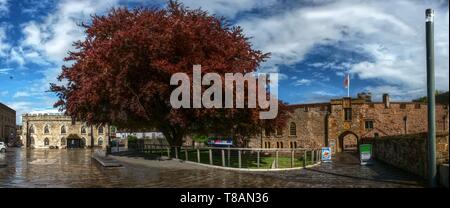 Magnifico faggio rosso nel cortile del Castle Hotel, Taunton Foto Stock