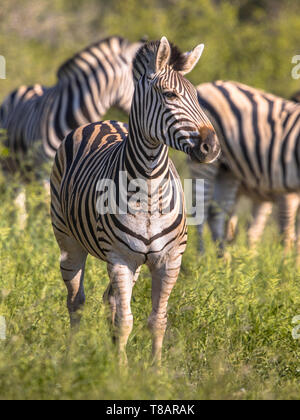 Zebra comune (Equus quagga) nel parco nazionale Kruger Sud Africa Foto Stock