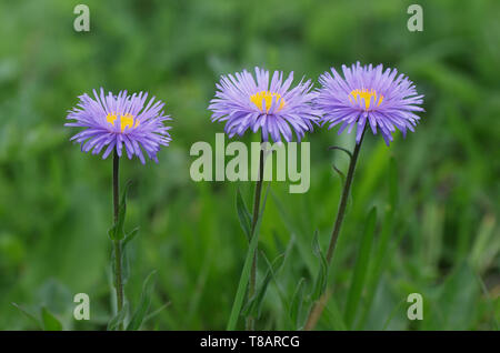 Tre fiori Aster alpinus nel lussureggiante verde erba. Il prato fiorito montuoso Caucaso. Svaneti, Georgia Foto Stock