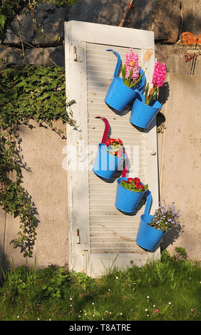 Giacinti e primule in metallo blu vasi di fiori appesi al dipinto di bianco vecchio sportello di legno in un giardino Foto Stock