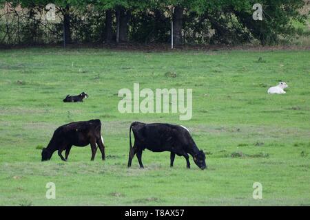 Due mucche pascolano in un campo mentre i loro vitelli resto nelle vicinanze. Foto Stock