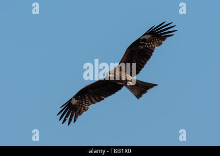 Giapponese di aquila reale in volo, Fukuoka, Giappone Foto Stock