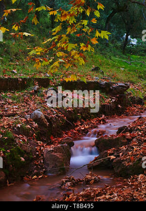 Bellissimo paesaggio autunnale da Planitero, in Kalavryta, Grecia. Vivaci e vibranti caduta colorate immagine. Creek in acero plane tree forest. Foto Stock