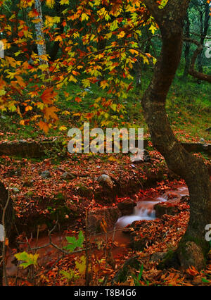 Bellissimo paesaggio autunnale da Planitero, in Kalavryta, Grecia. Vivaci e vibranti caduta colorate immagine. Creek in acero plane tree forest. Foto Stock