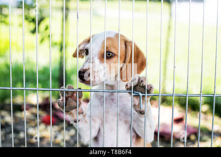 Senzatetto cane cucciolo di cane dietro il rifugio bar Foto Stock