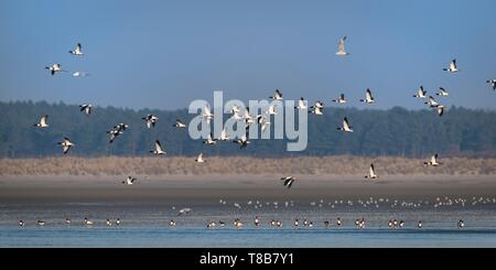 Francia, Somme, Baia di Somme, Baia di Somme Riserva Naturale, Le Crotoy, volo di comune Shelduck (Tadorna tadorna) Foto Stock