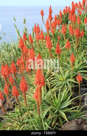 Il Portogallo, l'isola di Madeira, Faja dos Padres, Aloe vera in fiore Foto Stock