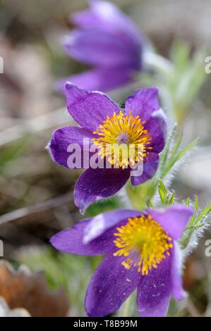 Francia, Haut Rhin, Soultzmatt, Zinnkoepfle hill, Pulsatilla vulgaris, fiori Foto Stock