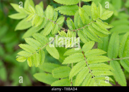 La molla rowan lascia il fuoco selettivo macro Foto Stock