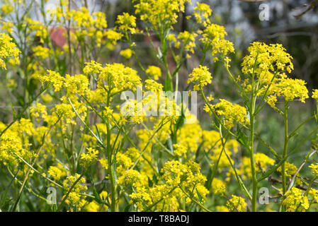 Bunias orientalis, turco wartycabbage,[presenta verrucosa-cavolo,hill mostarda o razzo turco fiori gialli sulla giornata di sole Foto Stock