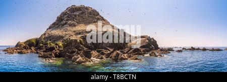 Francia, Cotes d'Armor, Perros Guirec, colonia di sule (Morus bassanus) su Rouzic isola in Sept Îles riserva naturale Foto Stock