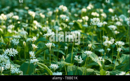 Vista del prato con fiori e foglie di aglio selvatico sulla molla di una giornata di sole. Foto Stock