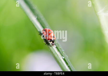 Rugiada di mattina su erba di primavera e un po' di ladybug, sfondo naturale. Messa a fuoco selettiva Foto Stock