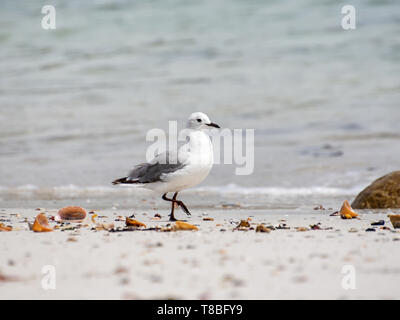Un Hartlaub il gabbiano su una spiaggia in Sud Africa Foto Stock