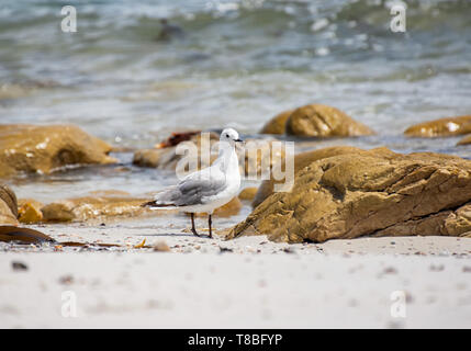 Un Hartlaub il gabbiano su una spiaggia in Sud Africa Foto Stock