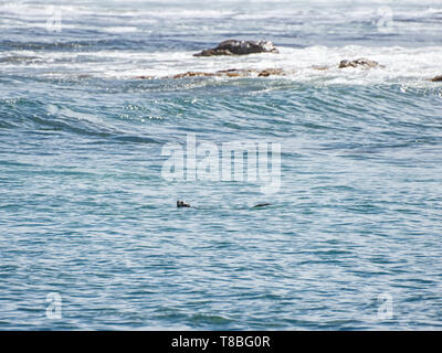 Un capo Clawless Otter nuoto in Africa australe Foto Stock