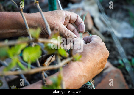 Stropicciata mani di lavoro di un anziano giardiniere legatura di una vite Foto Stock