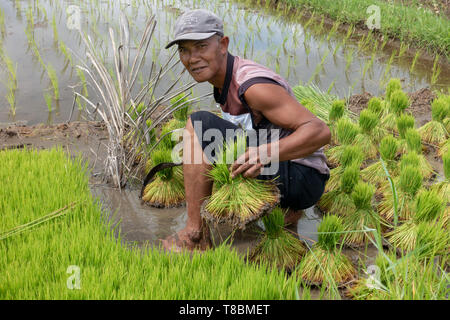 Agricoltore il lavoro in risaia campo durante la stagione delle piogge, tagli giovani piante di riso Foto Stock