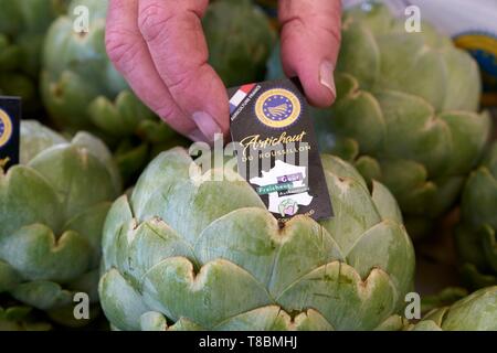 Francia, Pirenei orientali, Torreilles, sanchez Jose Marie, agricoltore, i carciofi di Roussillon (IGP) Foto Stock