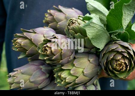 Francia, Pirenei orientali, Torreilles, sanchez Jose Marie, agricoltore, i carciofi di Roussillon (IGP), Viola carciofo raccolto in serra Foto Stock