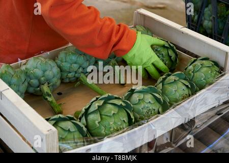 Francia, Pirenei orientali, Torreilles, sanchez Jose Marie, agricoltore, i carciofi di Roussillon (IGP), i carciofi vengono ordinati e confezionato in casse Foto Stock