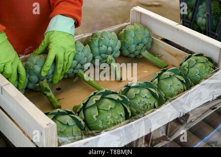 Francia, Pirenei orientali, Torreilles, sanchez Jose Marie, agricoltore, i carciofi di Roussillon (IGP), i carciofi vengono ordinati e confezionato in casse Foto Stock