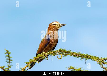 Kenya, Lake Magadi, Rufous incoronato rullo (Coracias naevius), alla ricerca di una preda Foto Stock