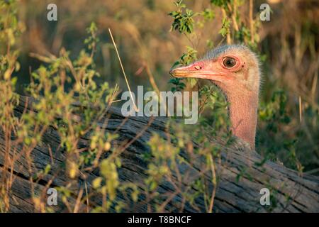 Kenia Masai Mara Game Reserve, struzzo (Struthio camelus), femmina sul nido Foto Stock