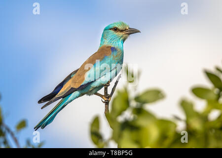 Rullo europea (Coracias garrulus) Appollaiato tra foglie di albero in inizio di mattina di sole sulla savana africana Foto Stock