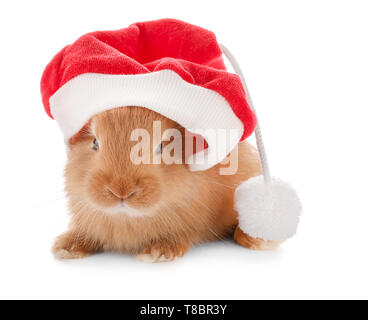 Simpatico coniglietto lanuginoso con Santa Claus hat su sfondo bianco Foto Stock