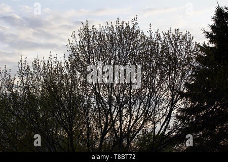 Impostazione della luce del sole che filtra attraverso i rami dei giovani emergenti delle foglie di un albero di acero in primavera creando una silhouette texture Foto Stock