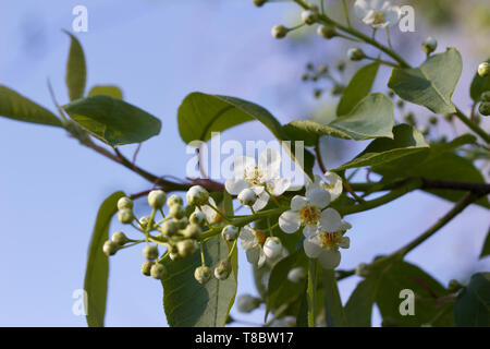 Vista ravvicinata di emergenti fiore bianco boccioli e fiori su un Canada Red Cherry Tree in primavera Foto Stock