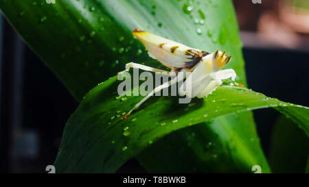 Whitefly appoggiata su una foglia verde in una foresta pluviale Foto Stock