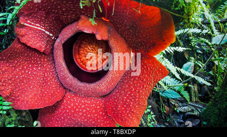 Rafflesia fiore: il fiore più grande al mondo che può essere trovato nel sud-est asiatico Foto Stock